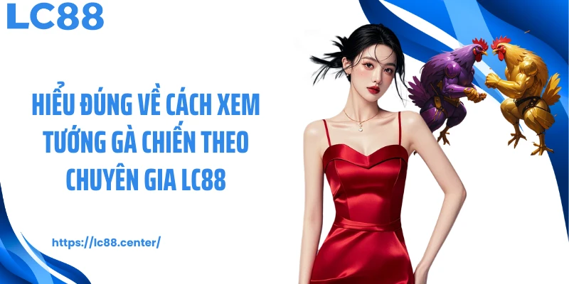 Hiểu đúng về cách xem tướng gà chiến theo chuyên gia LC88